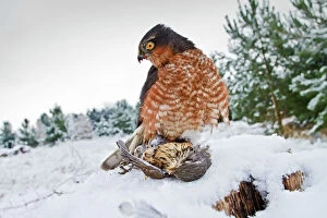 Predators And Prey Gallery: Sparrowhawk - male in snow with prey