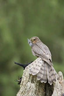 Images Dated 3rd May 2009: Sparrowhawk - young male feeding on blackbird