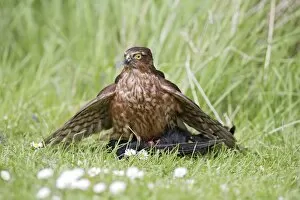 Images Dated 3rd May 2009: Sparrowhawk - young male feeding on blackbird