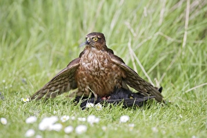 Images Dated 3rd May 2009: Sparrowhawk - young male feeding on blackbird