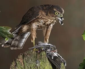sparrowhawk - young male - feeding on chaffinch