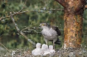 Sparrowhawk - with young at nest