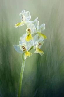 Images Dated 9th April 2011: Sparsely-flowering Orchid