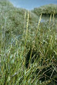 Images Dated 9th March 2006: Spartina / Cord / Rice Grass Hampshire UK