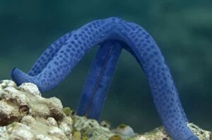 Spawning Blue Starfish arching whilst ejecting sperm