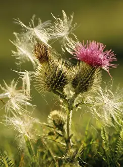 Wind Prints: Spear Thistle - flower & thistledown