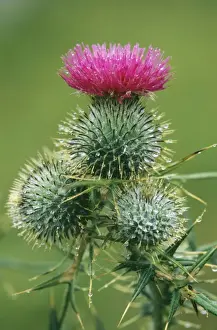 Thistle Prints: Spear Thistle ROG 10976 Widspread weed Cirsium vulgare © Bob Gibbons / ARDEA LONDON