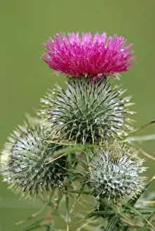 Spear Thistle - widespread weed