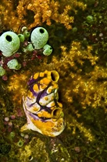 Two species of ascidian living in harmony with a soft coral