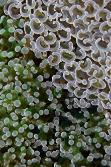 Two species of fleshy hard corals competing