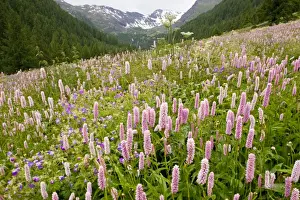 Montane Prints: Species-rich flowery pasture