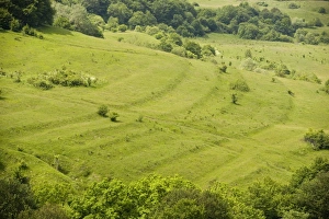 Species-rich hillside with old cultivation terraces above roadside cafe Species-rich hillside with old cultivation terraces above roadside cafe