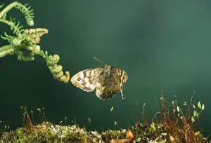 Speckeled Wood Butterfly
