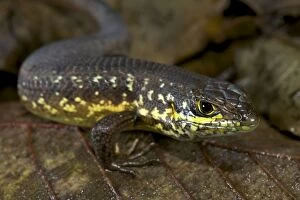 Speckle-lipped Skink - male