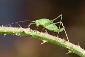 Speckled Bush Cricket - on stem