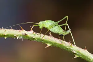 Crickets Prints: Speckled Bush Cricket - on stem - UK
