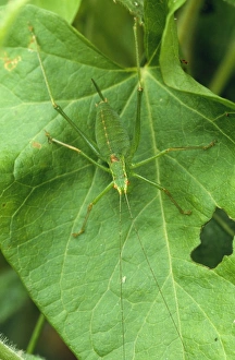 Images Dated 29th December 2005: Speckled Bush Cricket UK
