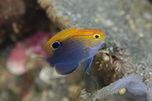 Actinopterygii Gallery: Speckled Damsel - Ulami dive site, Seraya, Karangasem, Bali, Indonesia