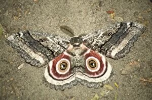 Images Dated 26th May 2006: Speckled Emperor Moth Botswana, Africa
