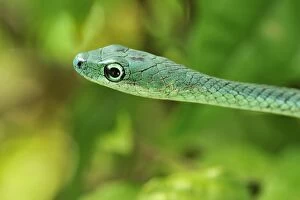 Images Dated 27th September 2008: Speckled Green-Snake