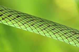 Images Dated 27th September 2008: Speckled Green-Snake