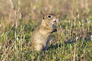 Bulgaria Gallery: Speckled Ground Squirrel / Spotted Suslik  standing