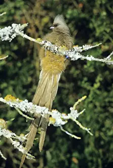 Speckled Mousrbird / Coly