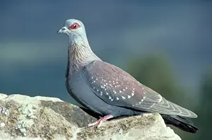 Speckled Pigeon