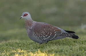 Images Dated 15th April 2019: Speckled pigeon, Columba guinea, feeding in coastal grassland, Hermanus, Western Cape