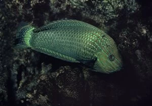Images Dated 20th August 2011: Speckled Rainbow Fish - Indian Ocean