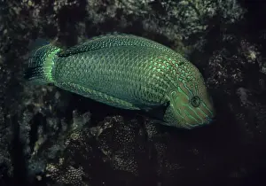 Speckled Rainbow Fish - Indian Ocean