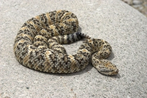 Images Dated 4th May 2007: Speckled Rattlesnake Basking on rock. Arizona USA