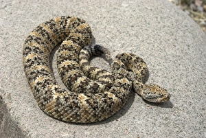 Images Dated 4th May 2007: Speckled Rattlesnake Basking on rock. Arizona USA