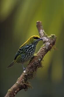Speckled Tanager - Tropical Rainforest