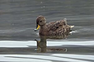 Speckled Teal / Yellow-billed Teal