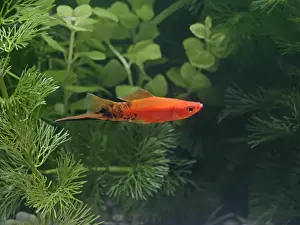Sword Tail Prints: Speckled wagtail swordtail – side view male - tropical freshwater – variant 002710