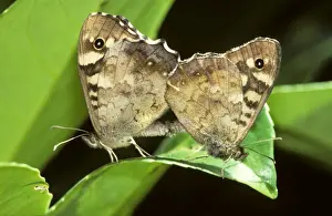 Copulation Prints: Speckled Wood Butterflies - on flower