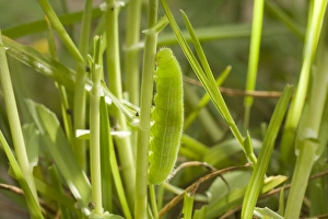 Speckled Wood Butterfly caterpillar on grass ( food plant ) stem Speckled Wood Butterfly caterpillar on grass ( food plant ) stem