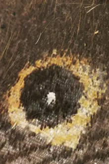 Rings Prints: Speckled Wood Butterfly Close up of wing x5 mag at 16mmx24mm Bedfordshire, UK