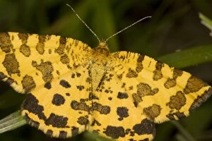 Images Dated 10th May 2008: Speckled Yellow Moth