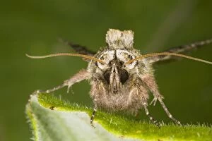 Spectacle Moth