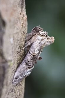 Spectacle Moth, Norfolk UK