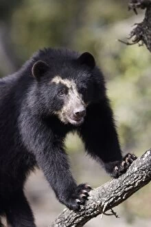 Spectacled / Andean Bear