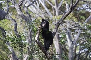 Spectacled / Andean Bear - in tree