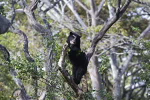 Spectacled / Andean Bear - in tree. Venezuela