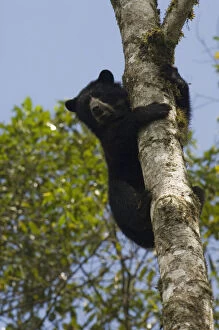 Angle Gallery: Spectacled or Andean Bear (Tremarctos ornatus)