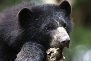 Images Dated 6th February 2005: Spectacled / Andean Bear. Venezuela