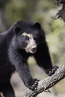 Spectacled / Andean Bear. Venezuela