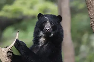 Spectacled / Andean Bear. Venezuela