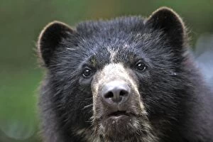 Images Dated 6th February 2005: Spectacled / Andean Bear. Venezuela